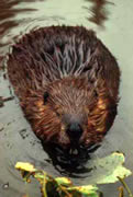 Allstate Animal Control photo beaver swimming